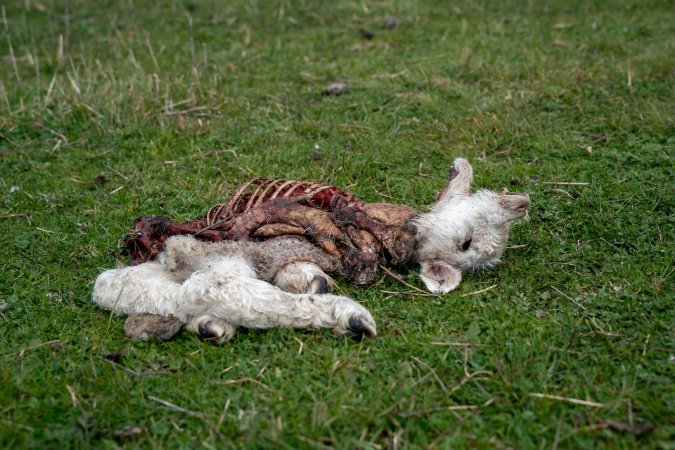 Dead lamb in a paddock in Tasmania