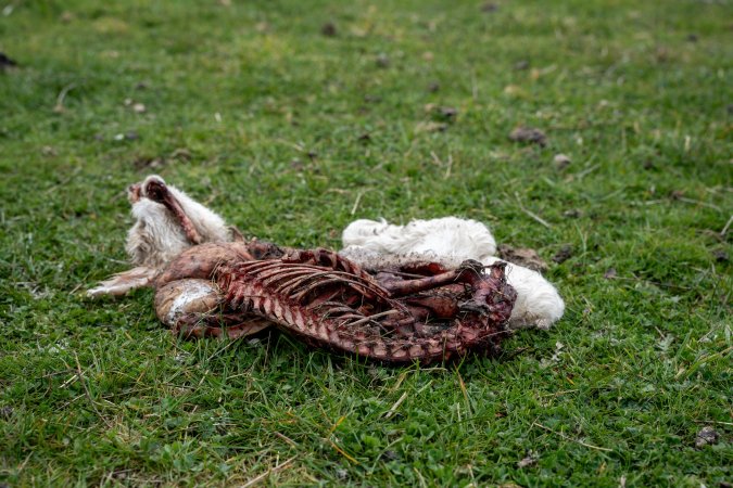 Dead lamb in a paddock in Tasmania