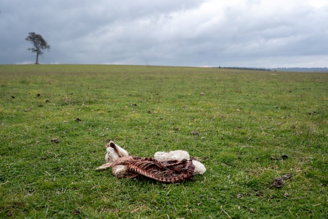 Dead lamb in a paddock in Tasmania