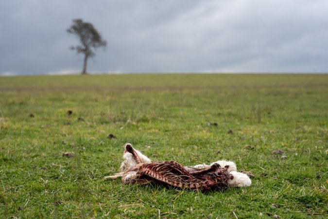 Dead lamb in a paddock in Tasmania
