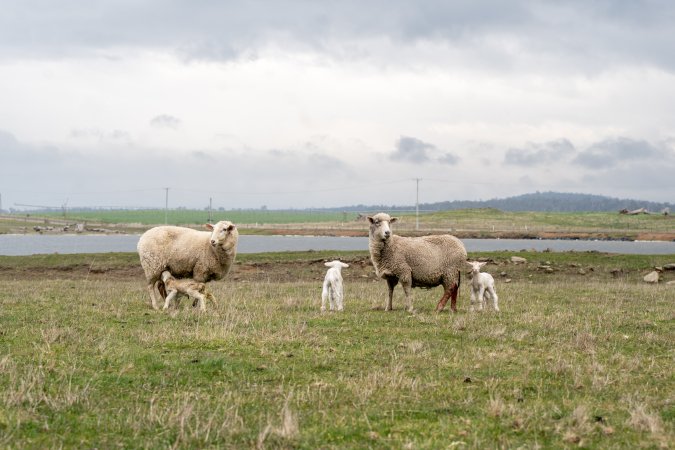 Sheep with their lambs, in a cold paddock in Tasmania