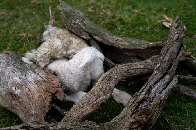 Shivering lamb huddles amongst logs and the remains of another