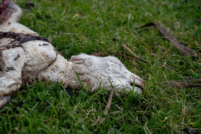 Dead lamb in a paddock in Tasmania