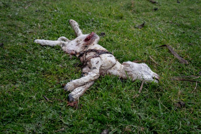 Dead lamb in a paddock in Tasmania