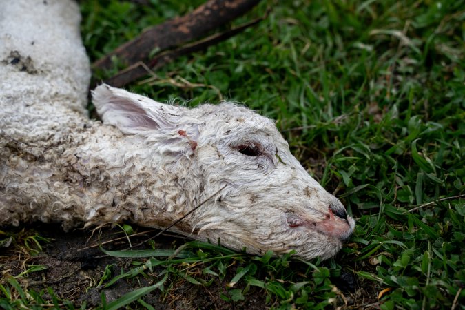 Dead lamb in a paddock in Tasmania