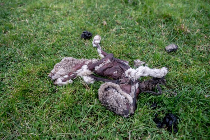 Dead lamb in a paddock in Tasmania