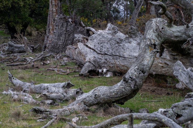 Two lambs shiver under the cover of a fallen tree