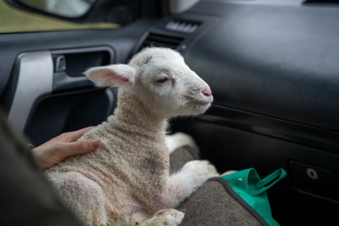 Rescued lamb sits on the lap of their rescuer