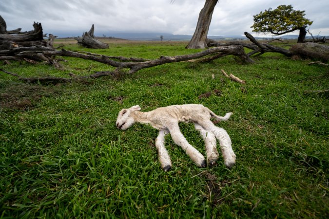 Dead lamb in a paddock in Tasmania