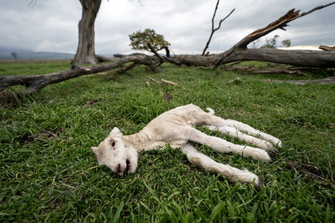 Dead lamb in a paddock in Tasmania