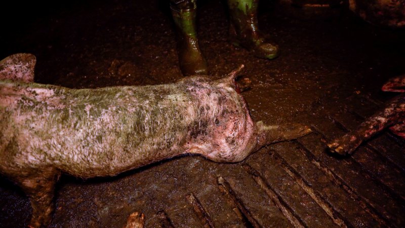Dublin Piggery 2025