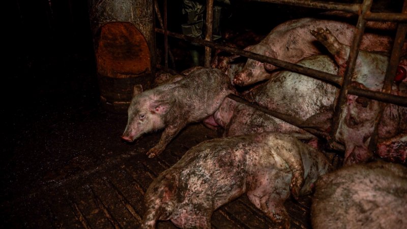 Dublin Piggery 2025
