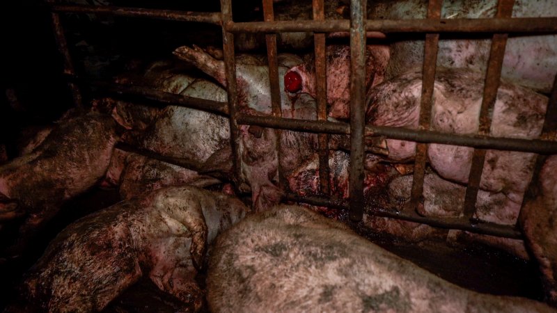 Dublin Piggery 2025