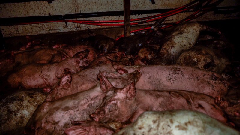 Dublin Piggery 2025