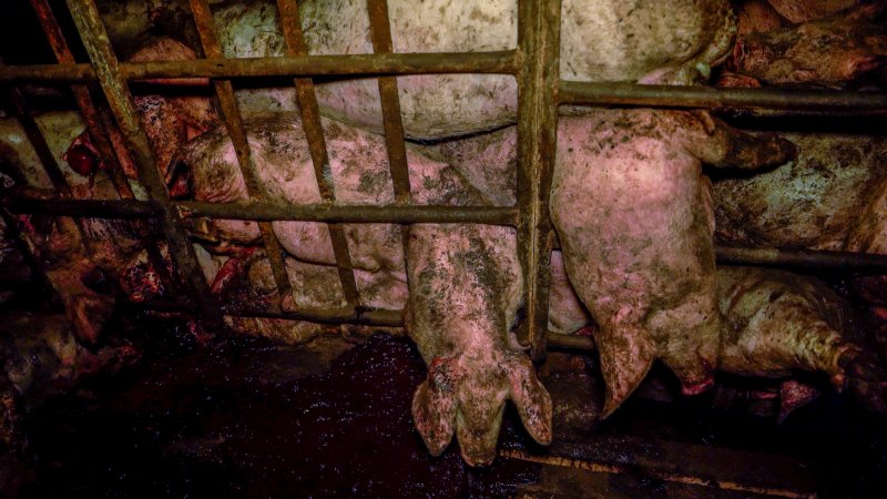 Dublin Piggery 2025