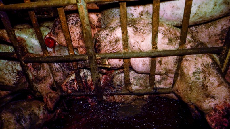 Dublin Piggery 2025