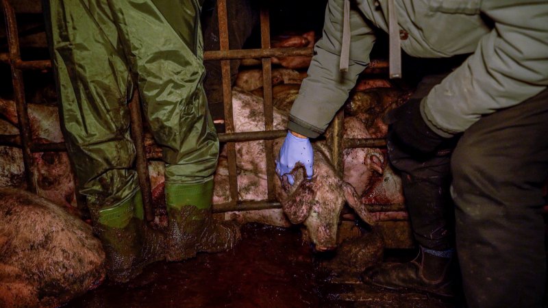 Dublin Piggery 2025