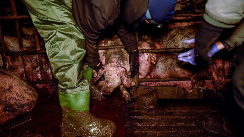 Dublin Piggery 2025