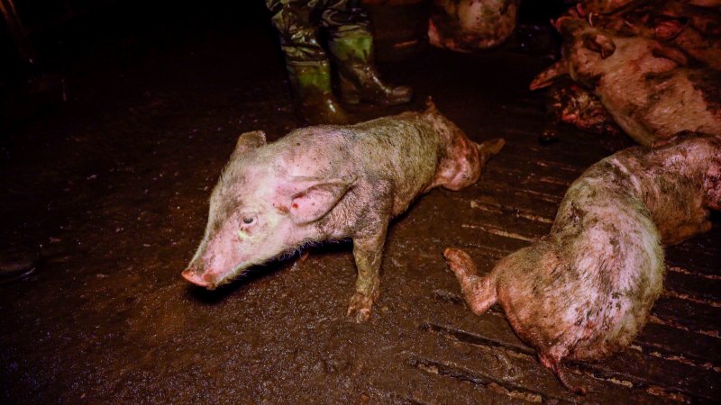 Dublin Piggery 2025