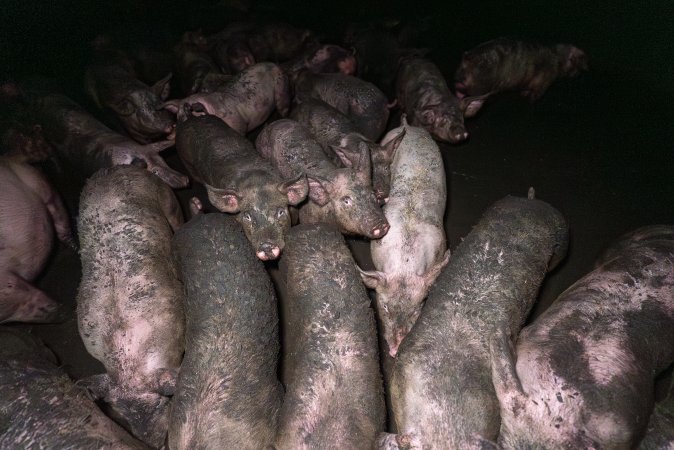 Dublin Piggery 2025