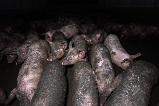 Dublin Piggery 2025