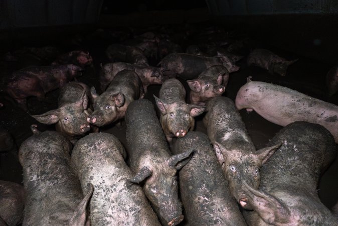 Dublin Piggery 2025