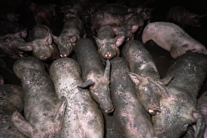 Dublin Piggery 2025