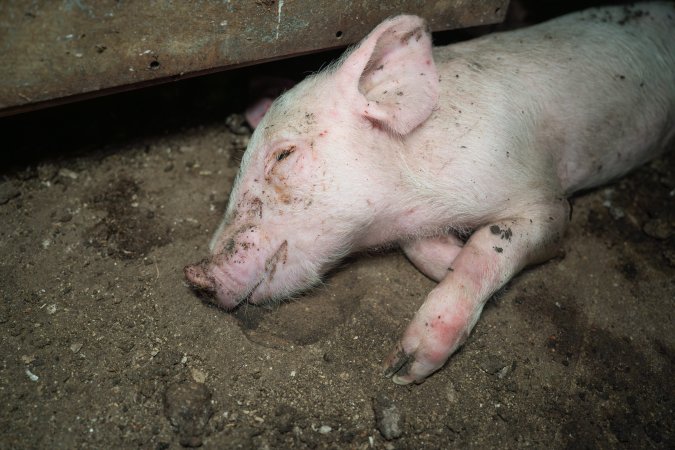 Dublin Piggery 2025