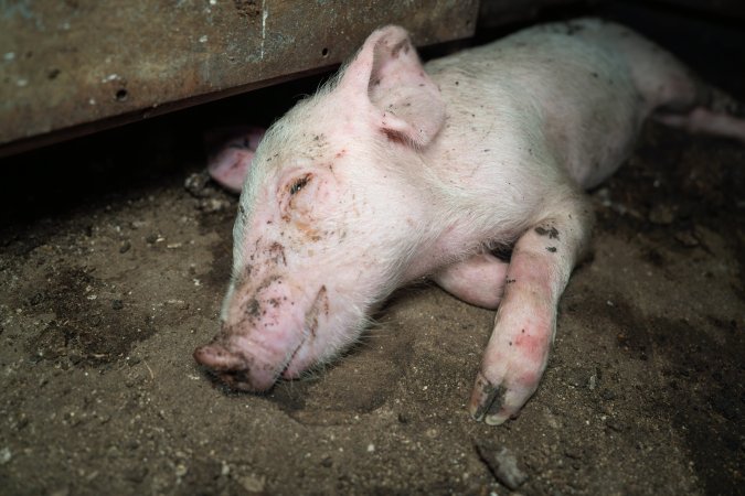 Dublin Piggery 2025