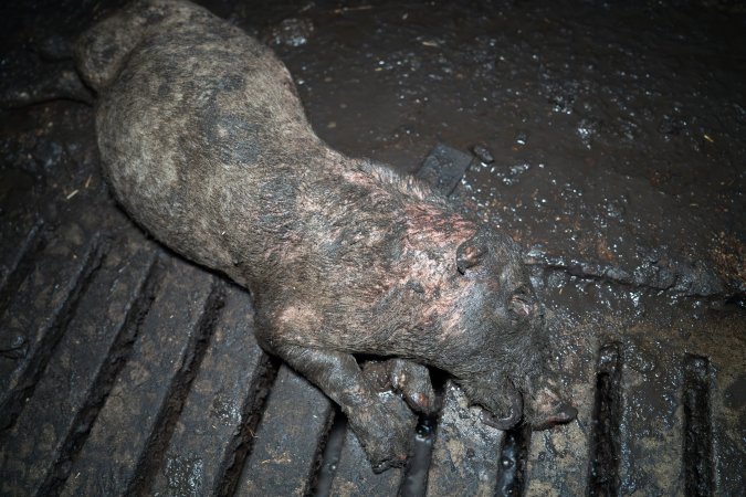 Dublin Piggery 2025