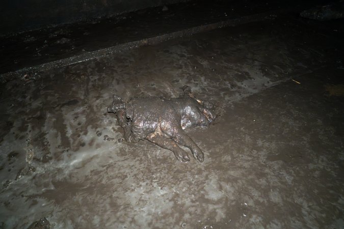 Dublin Piggery 2025