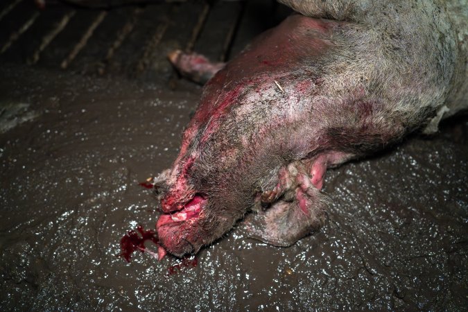Dublin Piggery 2025