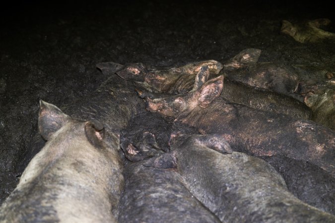 Dublin Piggery 2025