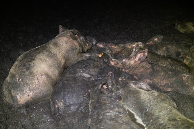 Dublin Piggery 2025