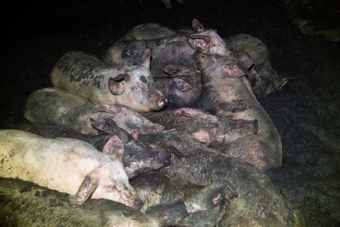 Dublin Piggery 2025