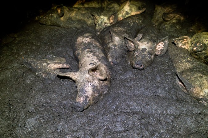 Dublin Piggery 2025