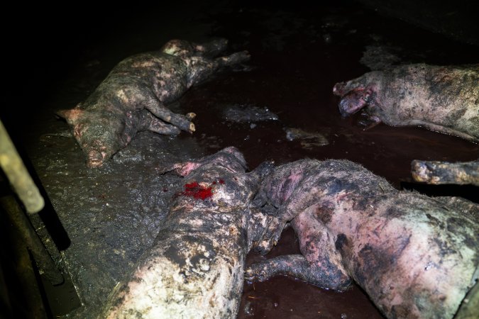 Dublin Piggery 2025