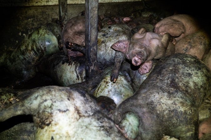 Dublin Piggery 2025
