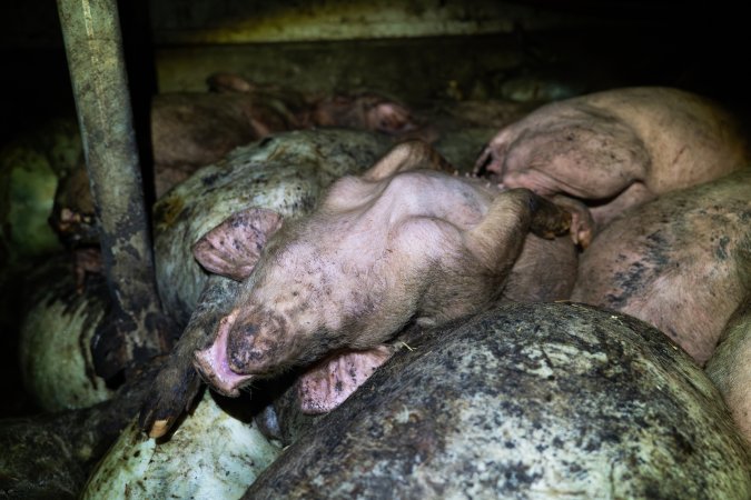 Dublin Piggery 2025