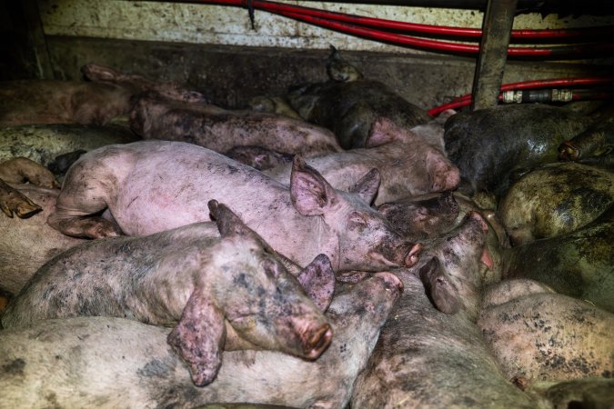 Dublin Piggery 2025