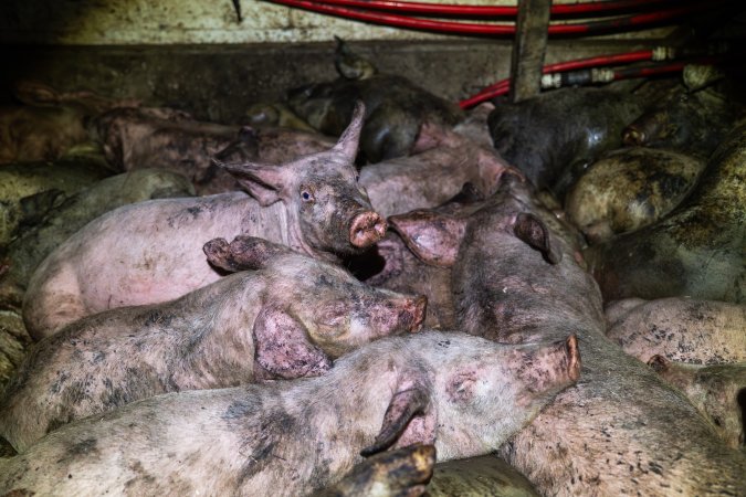 Dublin Piggery 2025