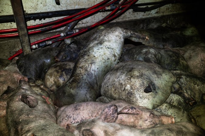 Dublin Piggery 2025