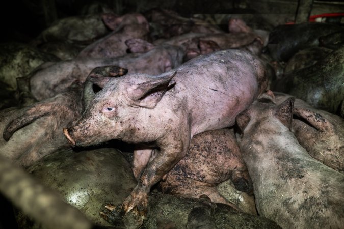 Dublin Piggery 2025