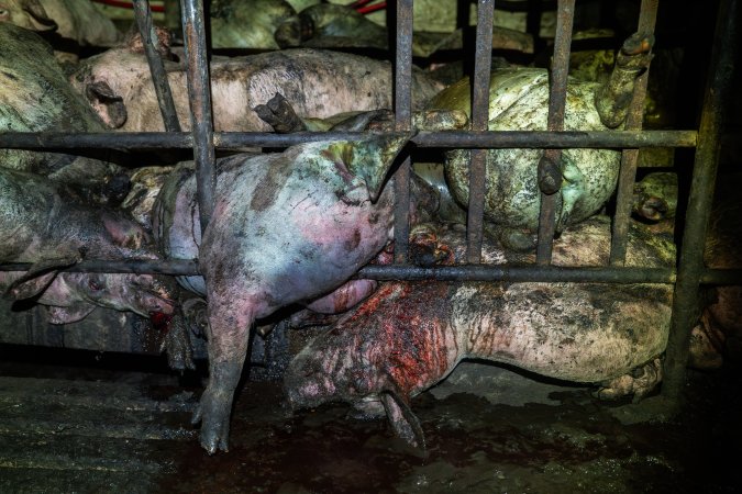 Dublin Piggery 2025