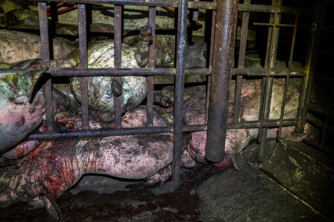 Dublin Piggery 2025