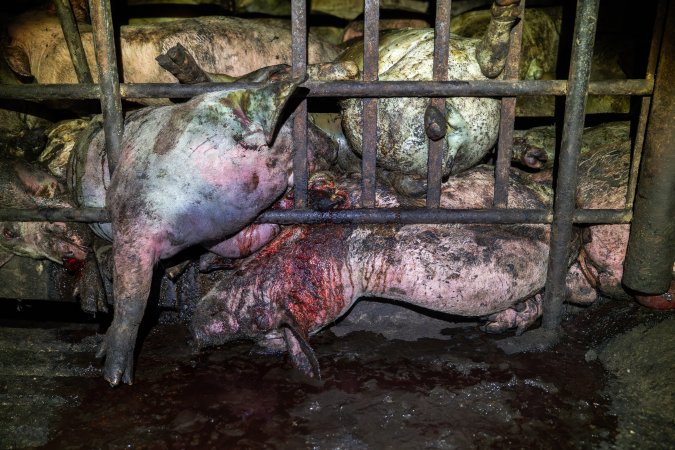 Dublin Piggery 2025