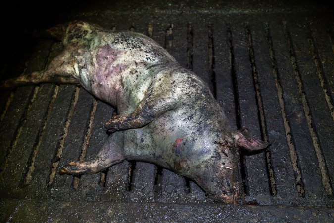 Dublin Piggery 2025