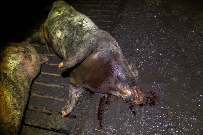 Dublin Piggery 2025