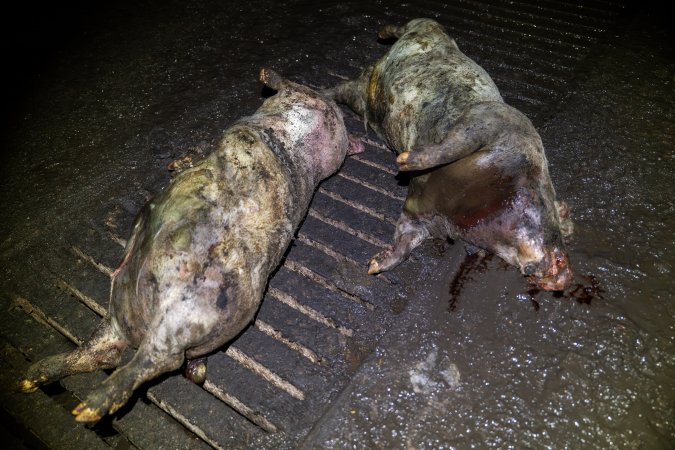 Dublin Piggery 2025