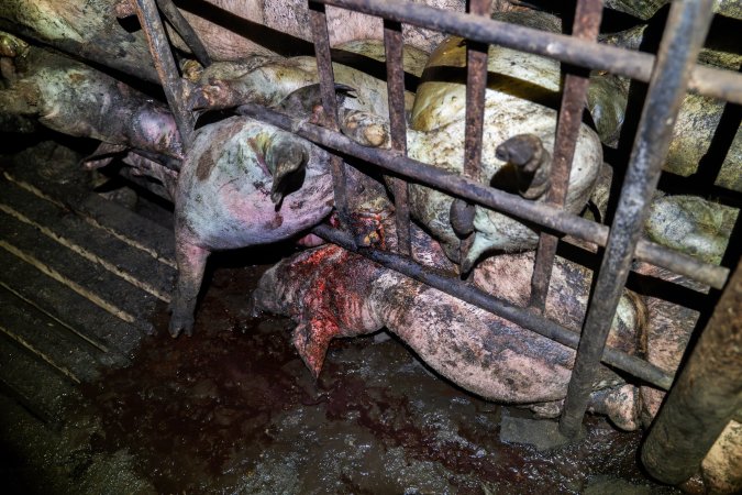 Dublin Piggery 2025